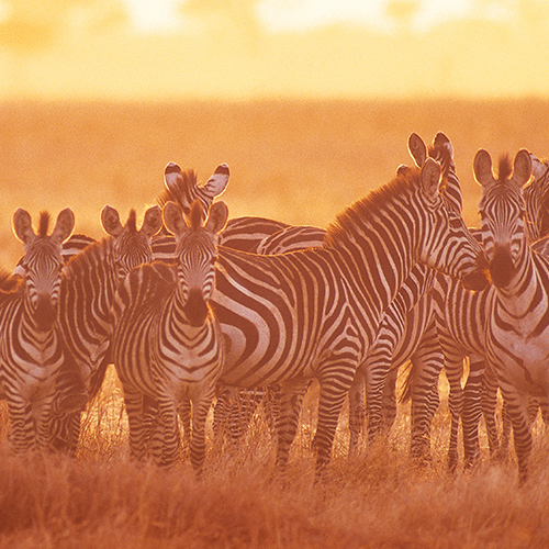 Africa Kenya Zebras