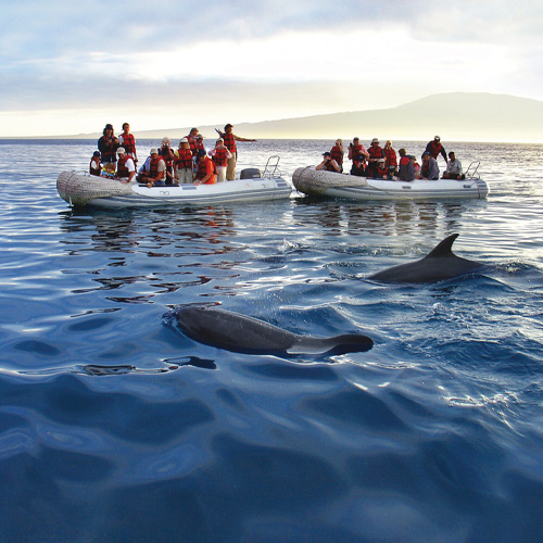 Americas Ecuador Galapagos Pangas Dolphins 500x500