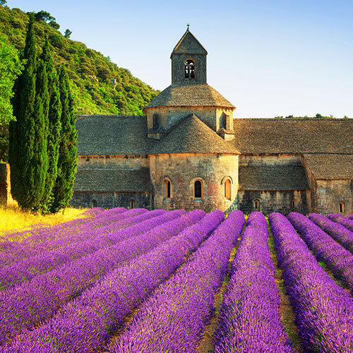 Europe France Lavender 