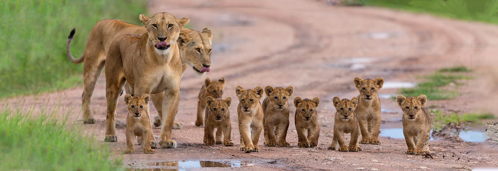 Africa Family Kenya Tanzania Lions MH