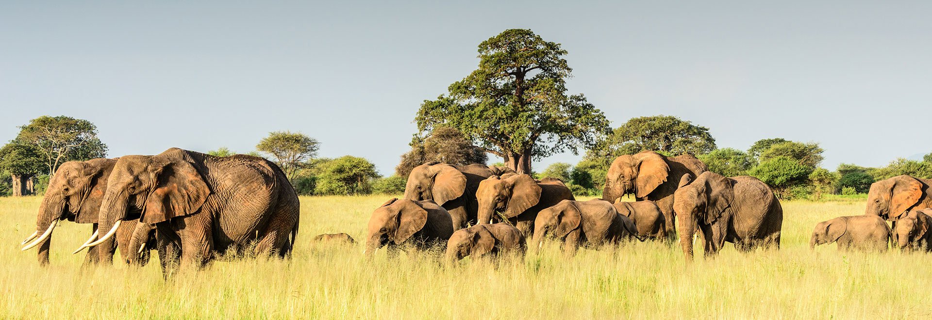 Tanzania SIS Tarangire National Park Elephants 