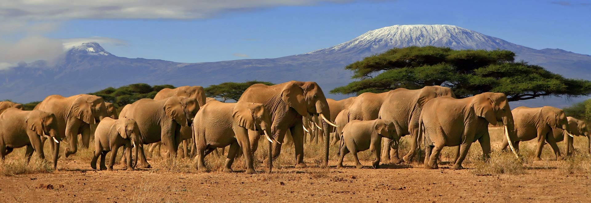 Africa East Africa Kenya Tanzania Wildlife Safari Elephants Mt Kilimanjaro MH