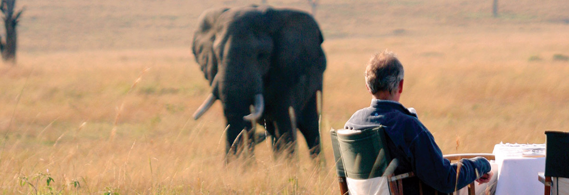 Africa East Africa Tanzania Safari In Style Mobile Camping Elephant MH