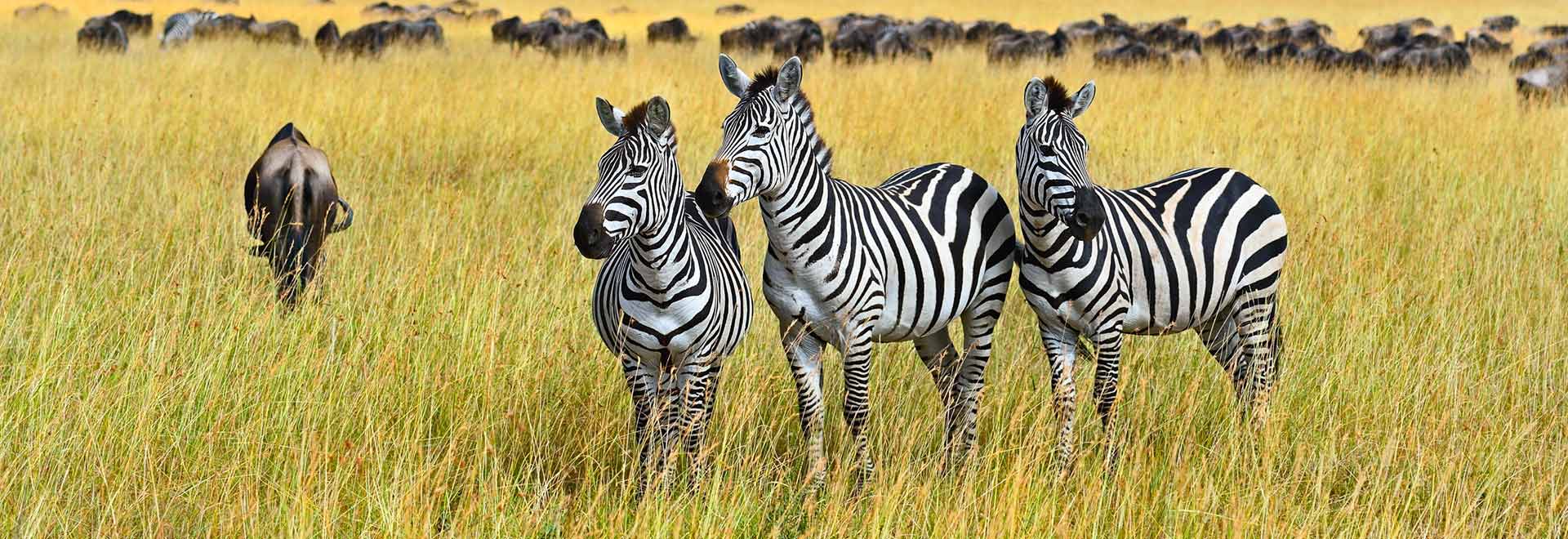 Africa Great Migration Safari Style Zebra Masai Mara MH