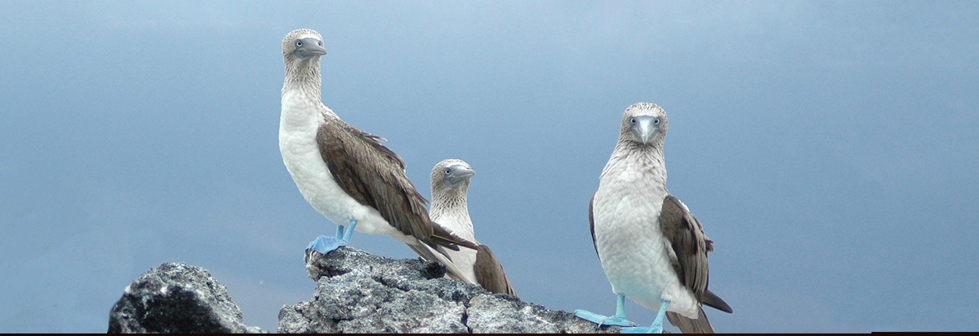 Americas Galapagos Wildlife Adventure Blue Footed Booby MH