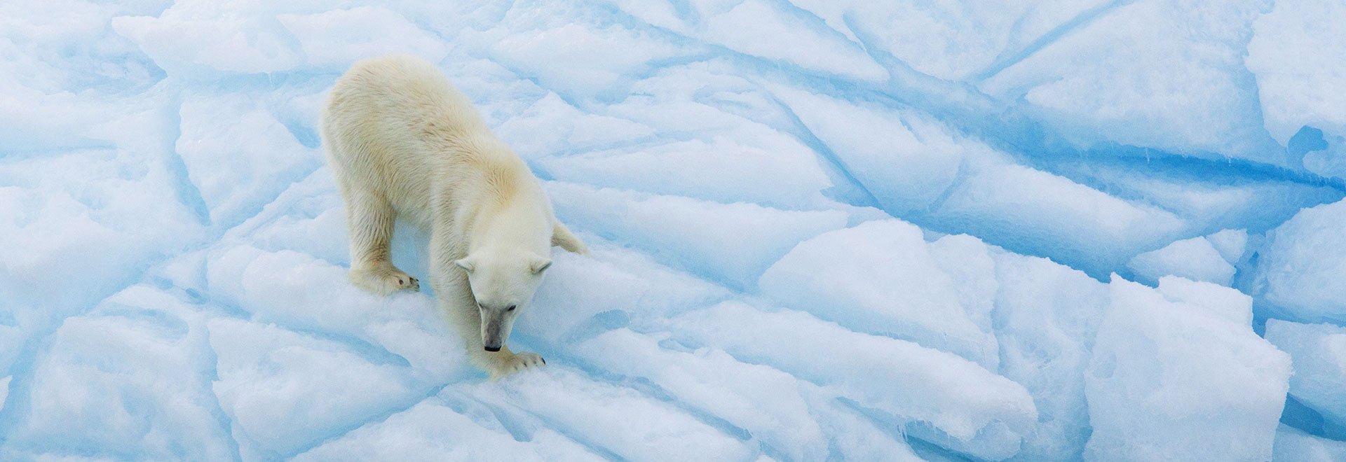 Arctic Svalbard Arctic Cruise Adventure Polar Bear MH