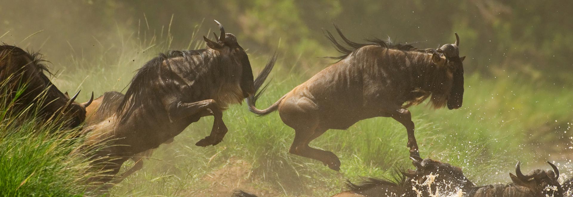 Africa Signature Great Migration Safari Wildebeest Crossing MH