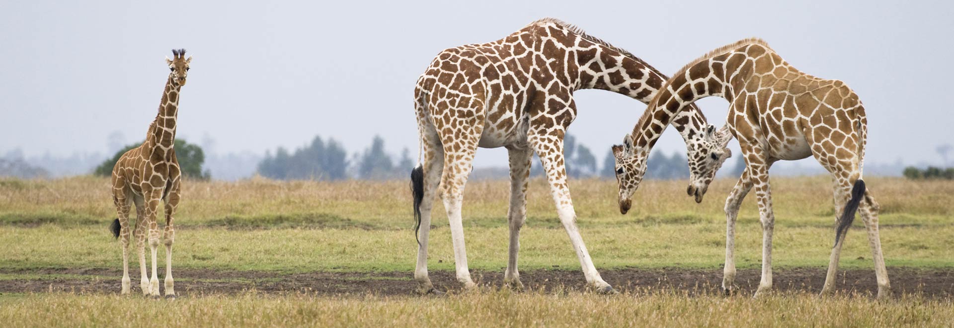 Africa Signature Kenya Tanzania Giraffes MH