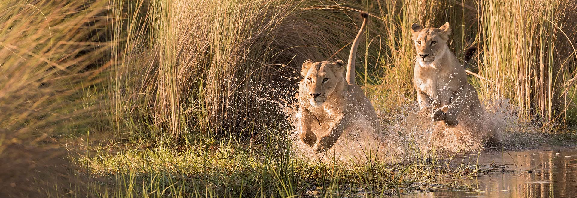 2023 TM Botswana Okavango Delta Lions m