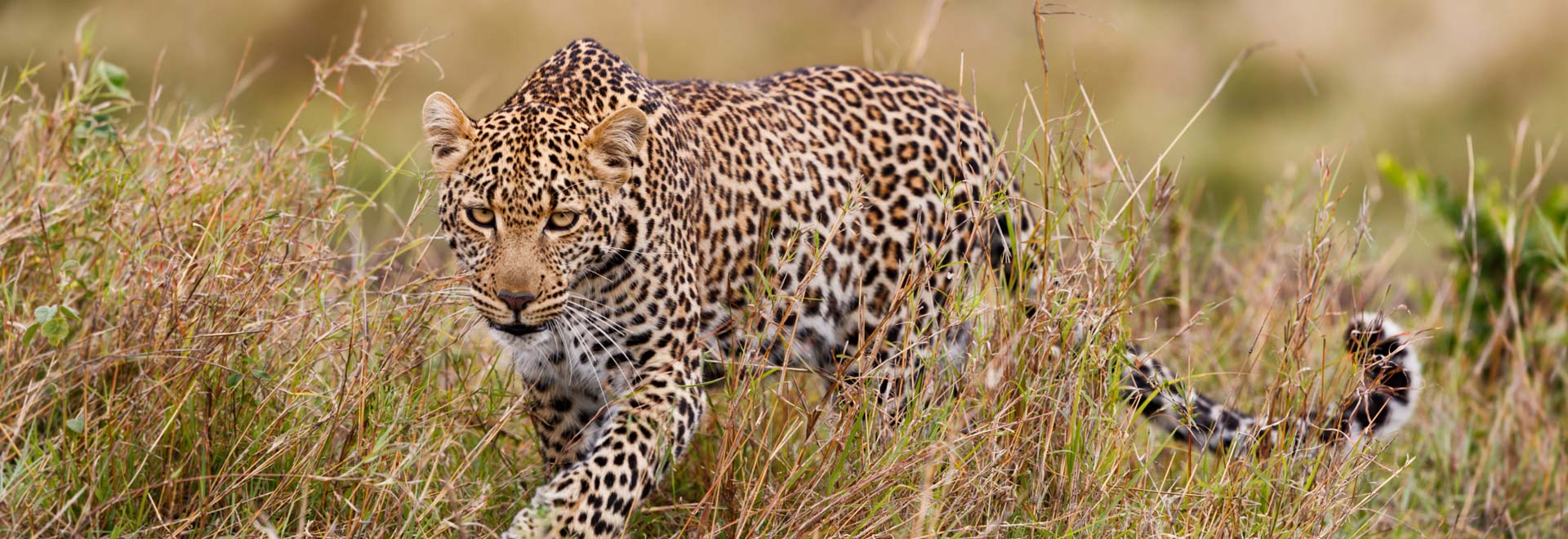 Africa TM Southern Africa Grand Safari Leopard MH