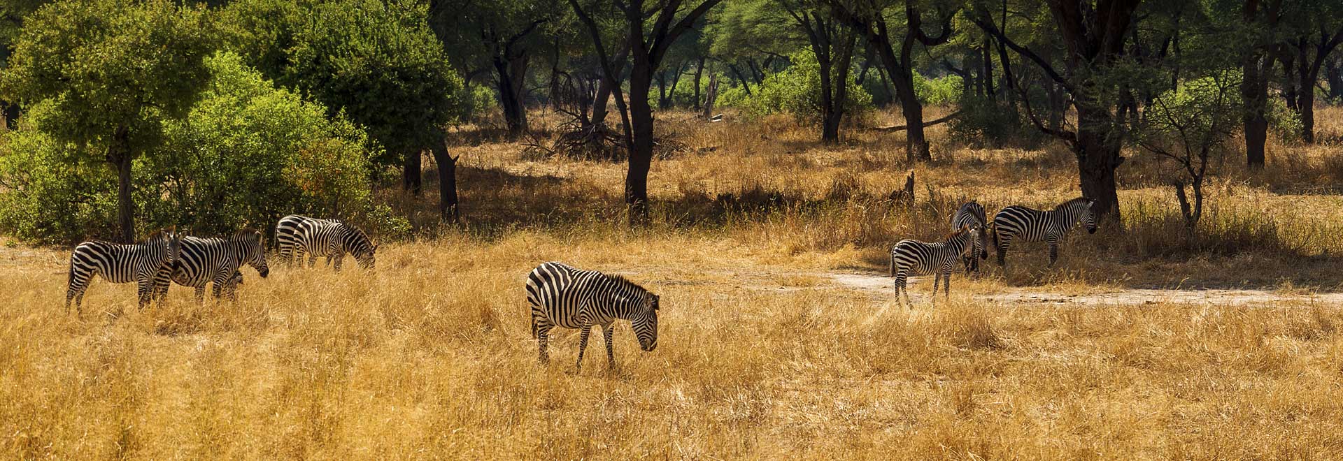 Africa TM Southern Tanzania Wildlife Adventure Zebra Herd MH