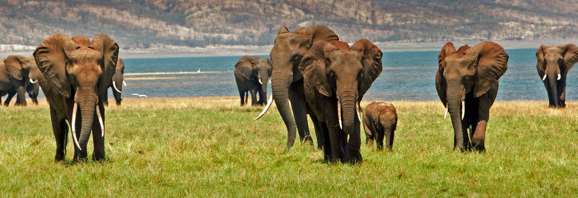 Africa TM ZImbabwe Wildlife Victoria Falls Elephants MH