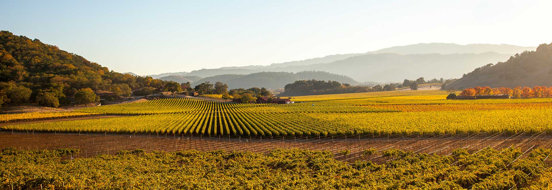 Amerericas California Wine Country Napa Valley Vineyard m