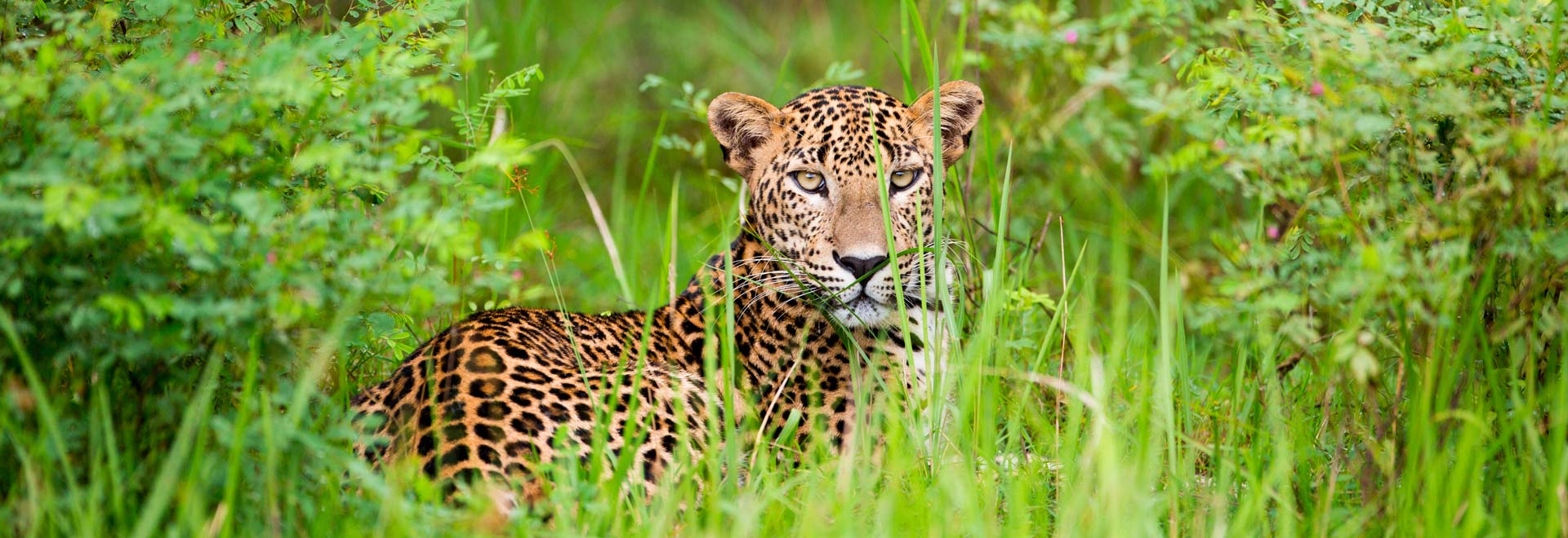 Asia TM Sri Lanka Leopard Tea Country MH
