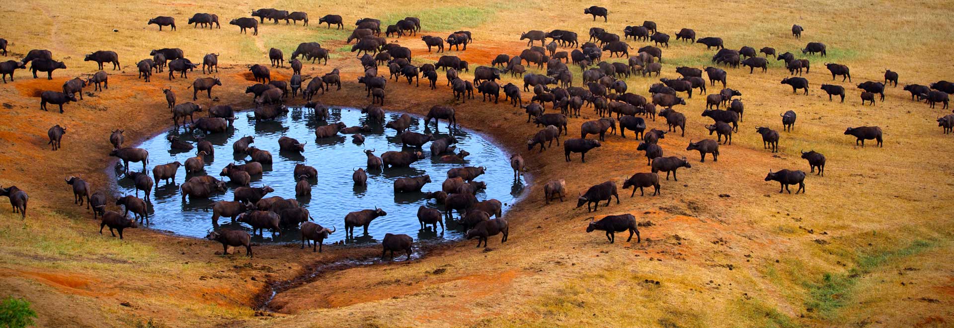 East Africa Kenya Tanzania Masai Mara Water Buffalo