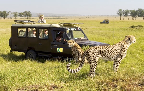 africa kenya cheetahs guests vehicle 2