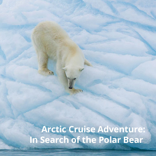 Arctic Cruise Adventure Mosaic